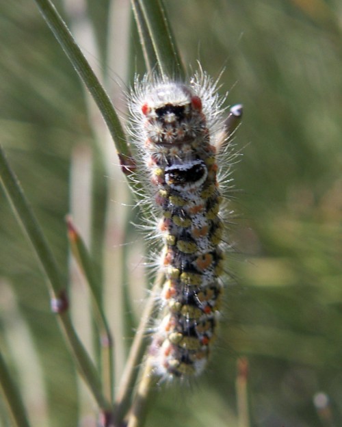 Spagna: La regione  de Monegros, paradiso entomologico